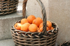1172619669_sayalonga-oranges-and-nisperos