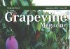 Grapevine Competa