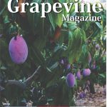 Grapevine Competa