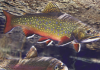 Rio Frio Trout